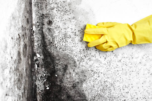 Best Post-Flood Mold Remediation in Champlin, MN