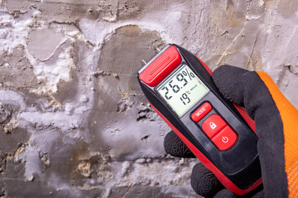 Best DIY Mold Remediation Support Services in Champlin, MN