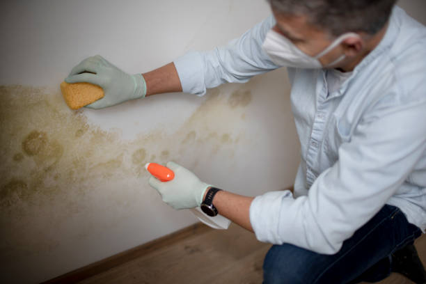 Best Residential Mold Remediation in Champlin, MN