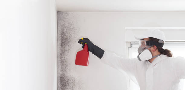 Best Basement Mold Remediation in Champlin, MN