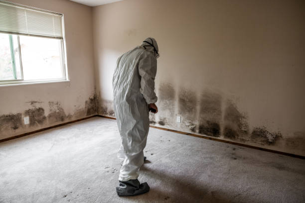 Best HVAC Mold Remediation in Champlin, MN