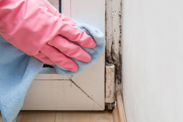 Best Mold Remediation for Schools in Champlin, MN