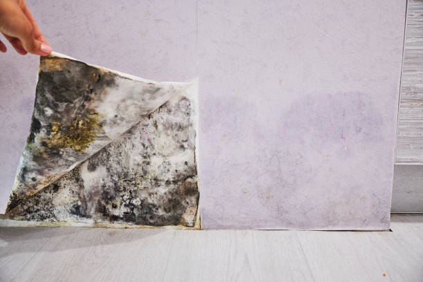 Best Emergency Mold Remediation in Champlin, MN